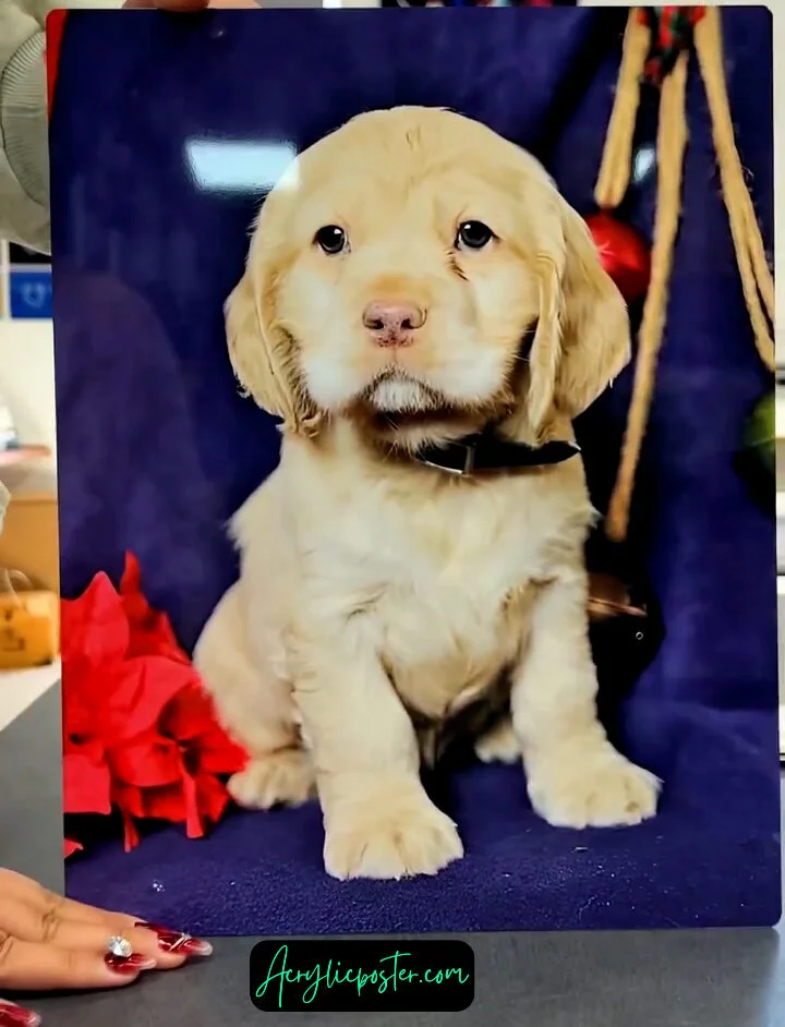 Acrylic-poster-1193-e1722456992753